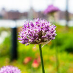 2025058期双色球开奖号码正式公布 941t712zwd